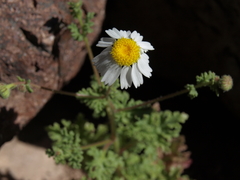 Perityle crassifolia robusta