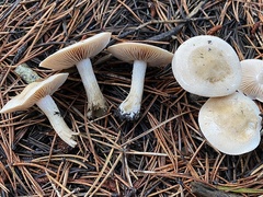 Hebeloma incarnatulum