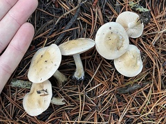 Hebeloma incarnatulum