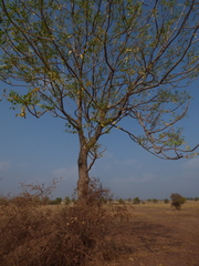 Ailanthus excelsa