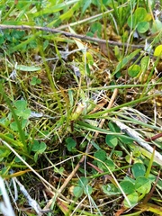 Gratiola sexdentata