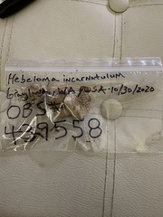 Hebeloma incarnatulum