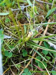 Gratiola sexdentata