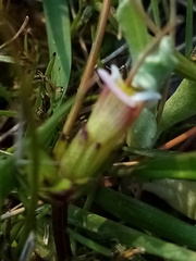 Gratiola sexdentata