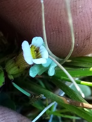Gratiola sexdentata
