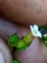 Gratiola sexdentata