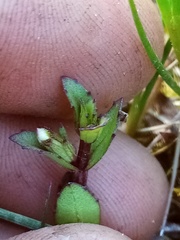 Gratiola sexdentata