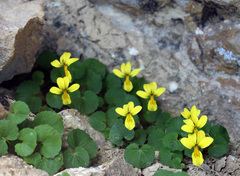 Viola caucasica
