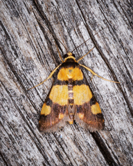 Deuterarcha xanthomela