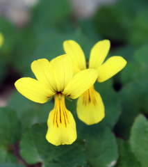 Viola caucasica