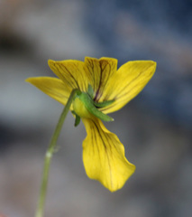 Viola caucasica