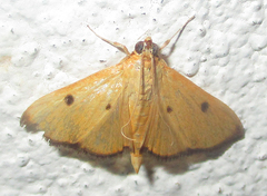 Phostria bistigmalis