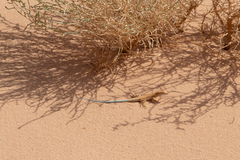 Acanthodactylus schmidti