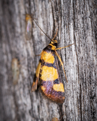 Deuterarcha xanthomela