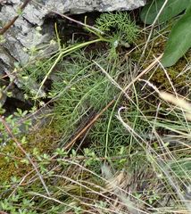 Anisotome brevistylis