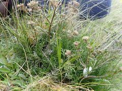 Lepidium sisymbrioides