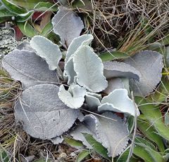 Brachyglottis haastii