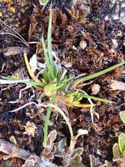 Colobanthus strictus