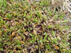 Coprosma petriei