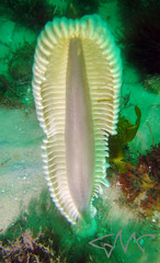 Sarcoptilus grandis