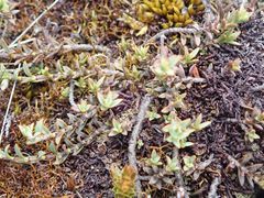 Veronica pimeleoides pimeleoides