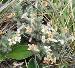 Pimelea sericeovillosa pulvinaris