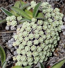 Raoulia parkii
