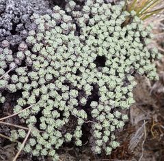 Raoulia parkii