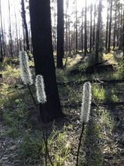 Xanthorrhoea minor
