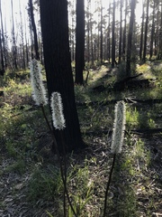 Xanthorrhoea minor