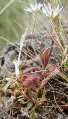 Stellaria gracilenta