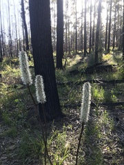 Xanthorrhoea minor