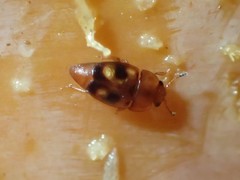 Epuraea ocularis