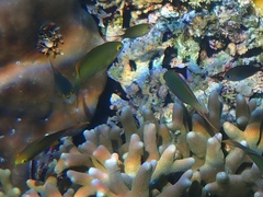 Pseudanthias huchtii