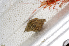 Stramonita canaliculata