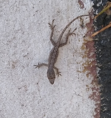 Anolis laeviventris