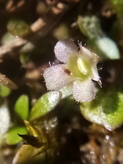 Glossostigma elatinoides