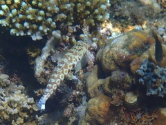 Parapercis millepunctata