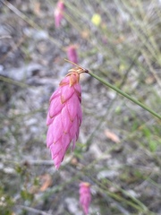 Johnsonia teretifolia