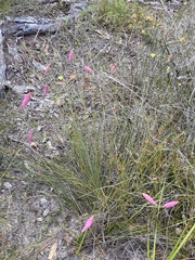 Johnsonia teretifolia