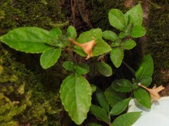 Strobilanthes tetrasperma