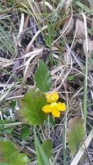 Goodenia hederacea alpestris