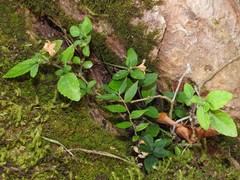 Strobilanthes tetrasperma