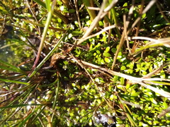 Glossostigma elatinoides