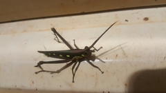 Aeolacris caternaultii