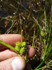 Carex flaviformis
