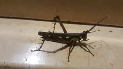 Aeolacris caternaultii