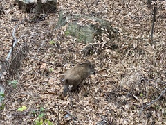Sus scrofa ussuricus