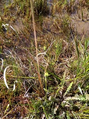 Carex flaviformis