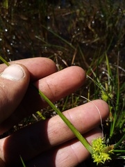 Carex flaviformis